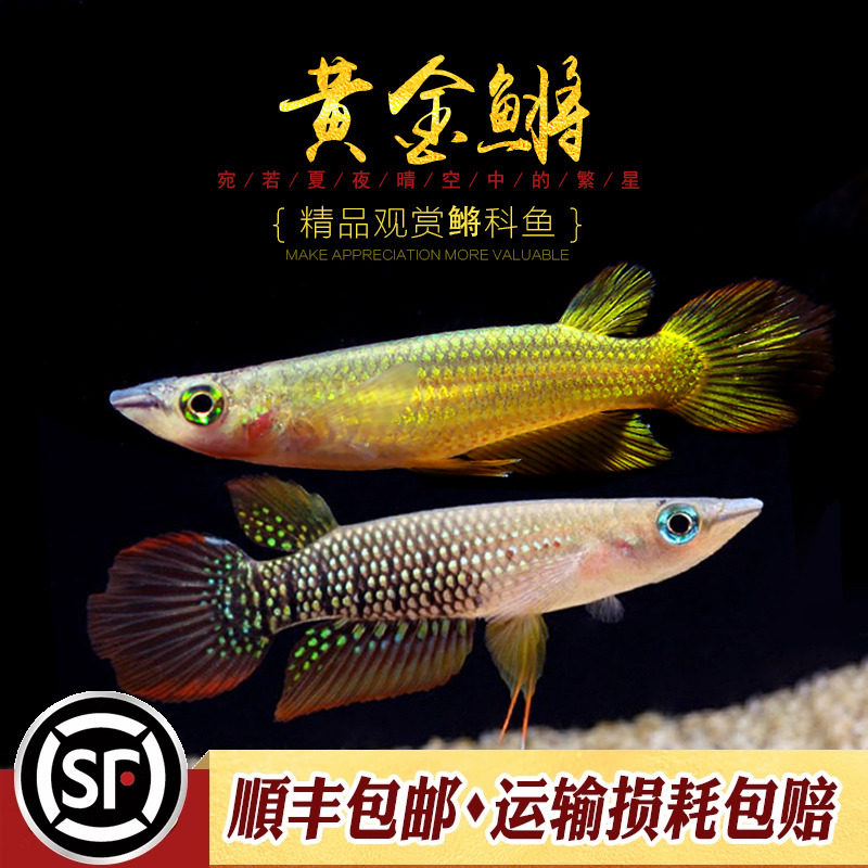 黄金鳉 淡水热带观赏灯鳉科水草缸印度小金龙鱂科草缸小型活体鱼