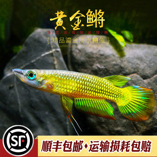 活体小型鱼小金龙淡水小型灯科鱼