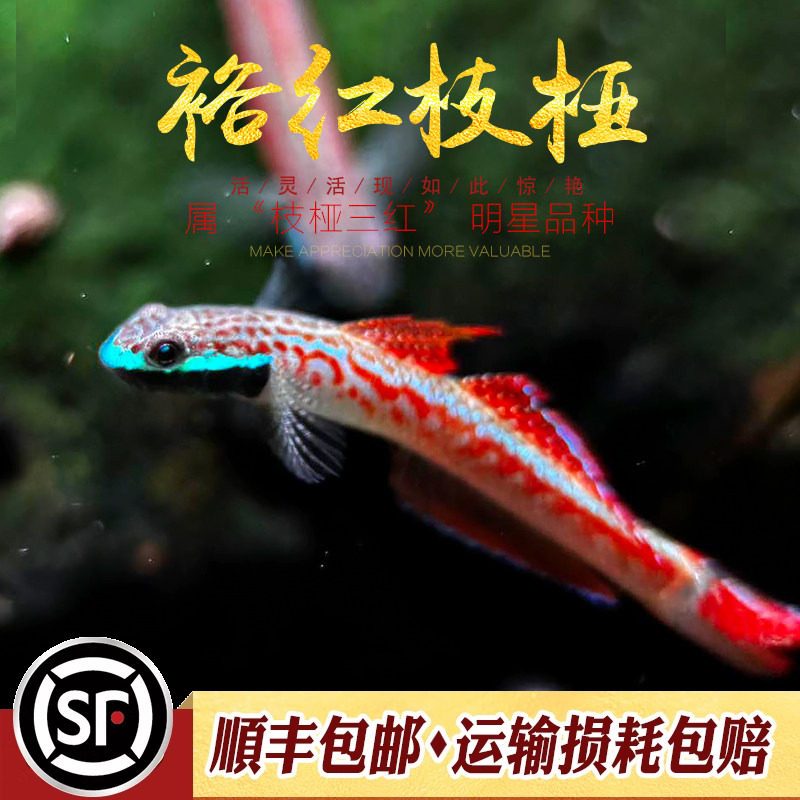 裕红枝桠虾虎鱼印尼原生观赏鱼小型淡水鱼冷水鱼裕红韧虾虎活体鱼