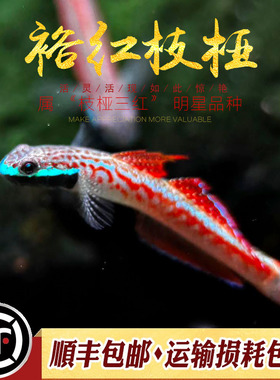裕红枝桠虾虎鱼印尼原生观赏鱼小型淡水鱼冷水鱼裕红韧虾虎活体鱼