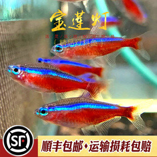宝莲灯鱼印尼人工巴西原生哥伦比亚小型群游红鼻剪刀红绿灯活体鱼