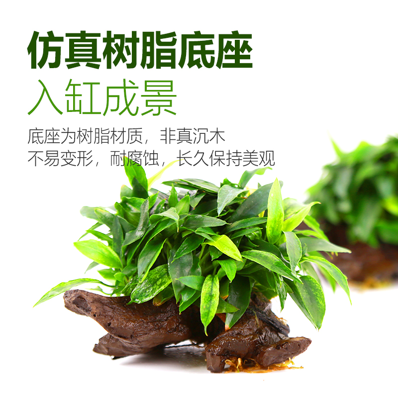 仿真木水榕水草水培植物