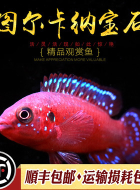 图尔卡纳宝石鱼热带淡水观赏鱼短鲷红宝石钻石凤凰人工改良鱼活体
