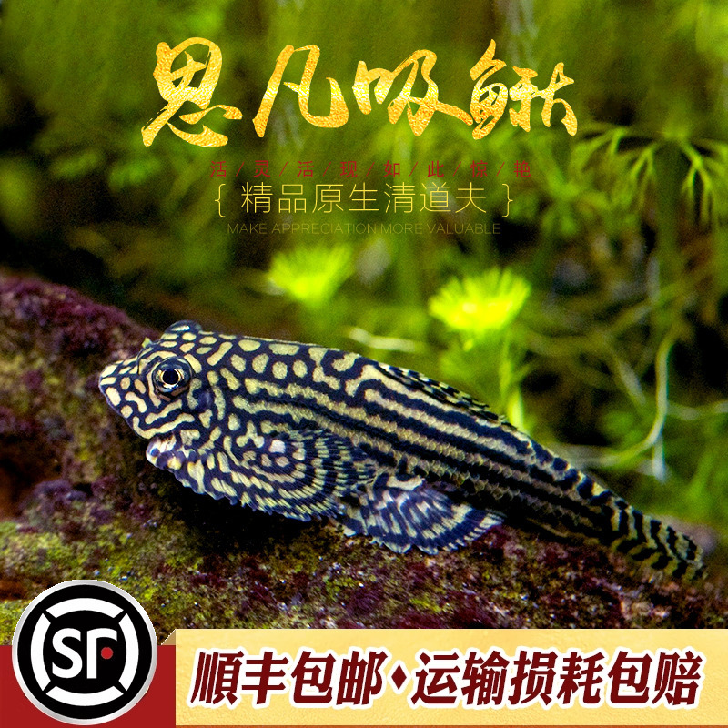金线提琴思凡吸鳅进口麦氏除藻