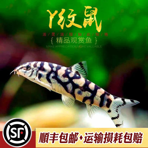 巴基斯坦沙鳅银河战舰活体工具鱼