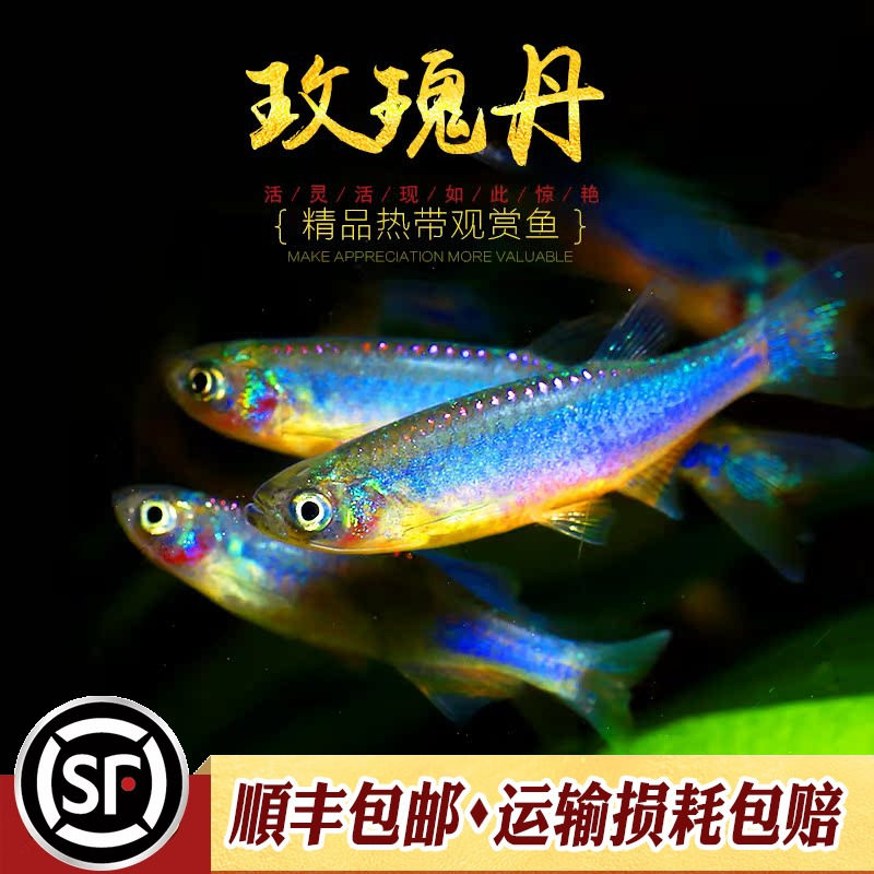 玫瑰丹鱼淡水中国原生冷水鱼缅甸小型群游灯鱼丹科金线半线丹活体