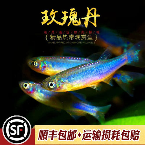 玫瑰丹原生冷水鱼超漂亮