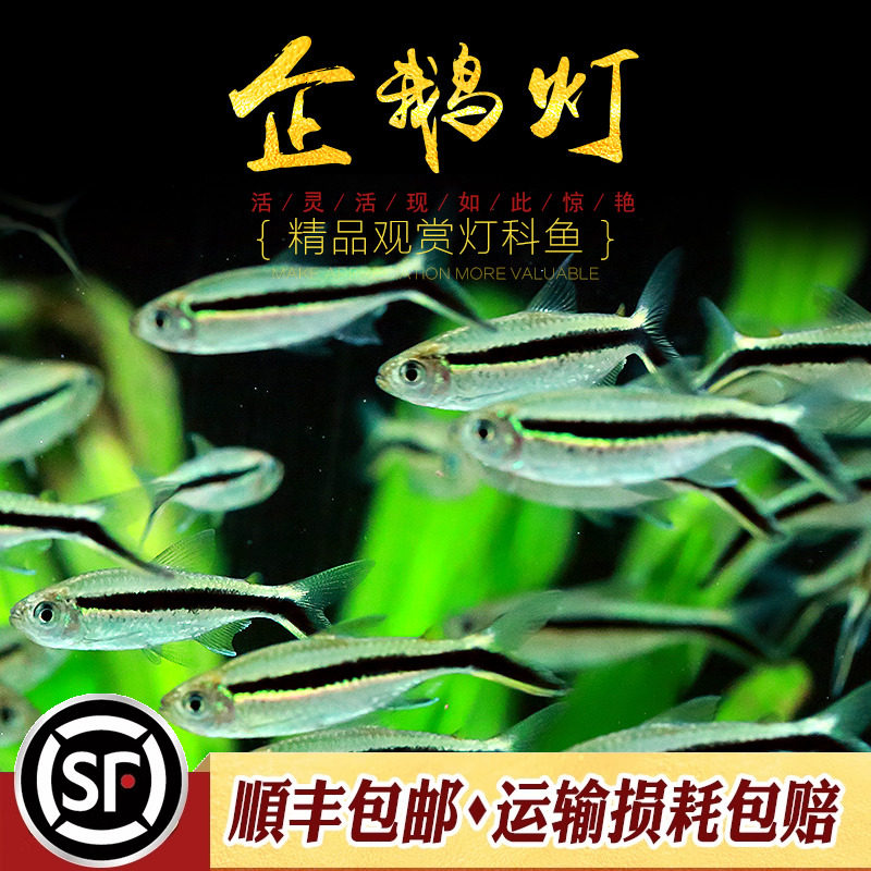 企鹅灯鱼拐棍皮球鱼水草缸热带观赏群游鱼小型新手入门淡水鱼活体