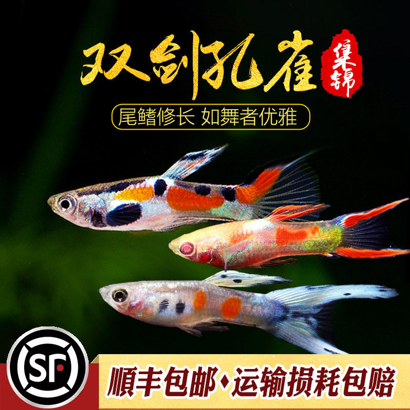 孔雀鱼
