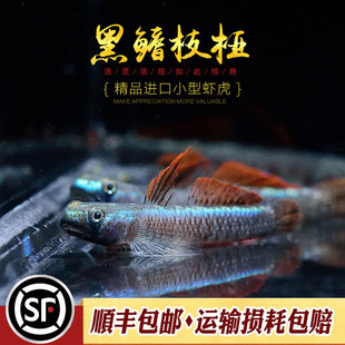 黑鳍枝桠虾虎鱼印尼原生观赏鱼小型淡水鱼冷水鱼黑鳍韧虾虎活体鱼