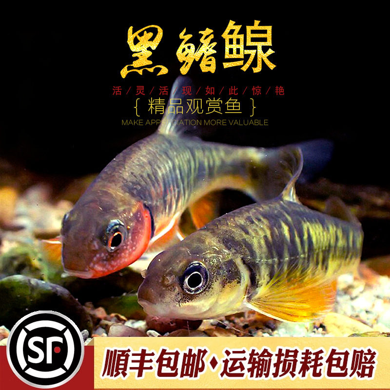 黑鳍鳈中国原生鱼冷水鱼淡水鱼观赏鱼工具型除藻鱼小型热带鱼活体