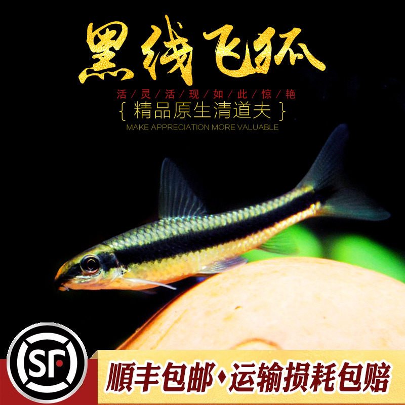 黑线飞狐 水草缸除黑毛藻强力除藻王工具鱼小猴金线一线飞狐活体