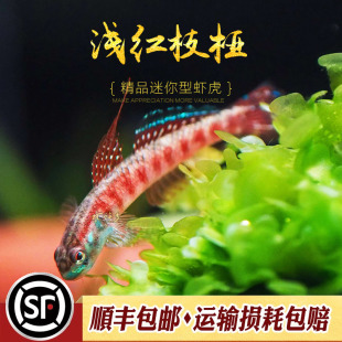 浅红枝桠虾虎鱼印尼原生观赏鱼小型淡水鱼冷水鱼浅红韧虾虎活体鱼