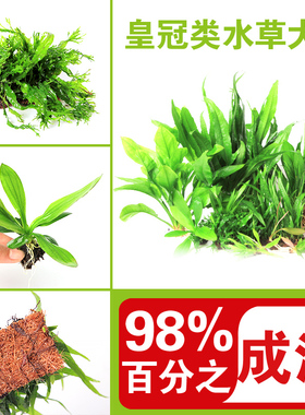 皇冠水草鹿角铁细叶铁袖珍迷你针叶皇冠红蛋青旦九冠新手前景水草