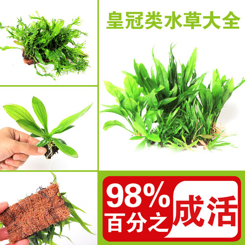 细叶铁鱼缸造景水草水族乡皇冠草