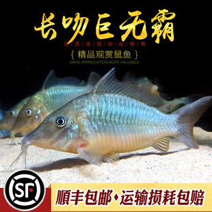 南美长吻巨无霸潘塔纳尔产底栖鱼鼠鱼活体观赏大型老鼠鱼活体