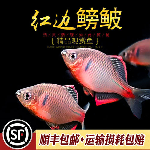 红边鳑鲏原生淡水鱼鱼缸