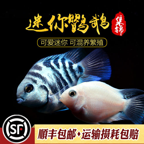 迷你鹦鹉鱼台湾小型短鲷英武白金波子蓝色观赏鱼活体热带鱼好繁殖 - 封面