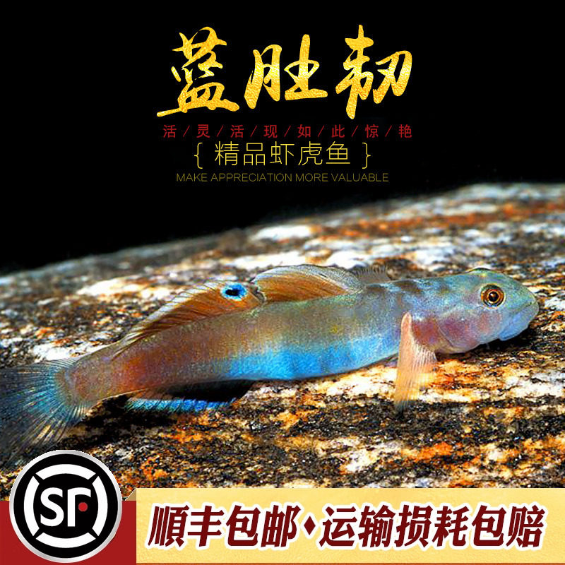 水族乡虾虎鱼淡水原生蓝肚韧虾虎