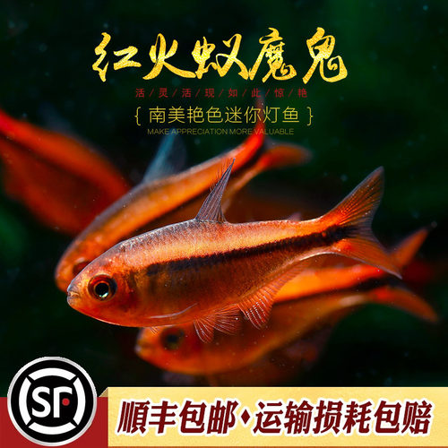 红火蚁魔鬼灯巴西小型南美灯鱼