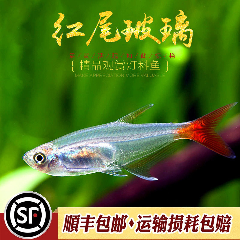 红尾玻璃灯鱼小型鱼水草缸新手入门可混养群游小鱼红鳍玻璃旗活体