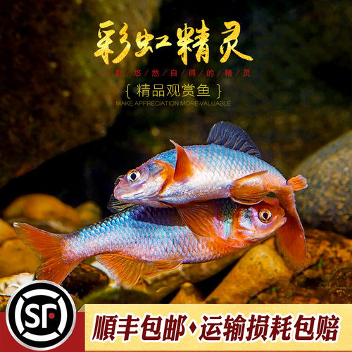 彩虹精灵鱼卢伦北美耐寒观赏鱼