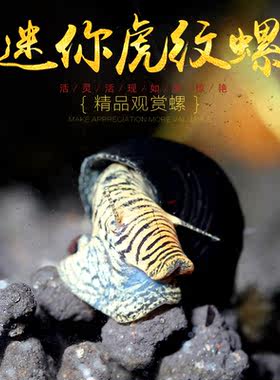 迷你虎纹螺淡水观赏螺苏拉威西