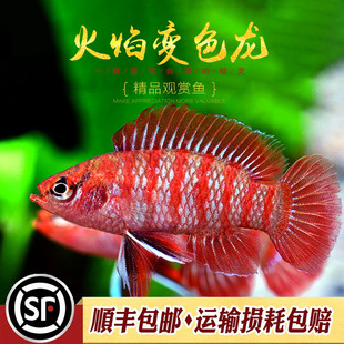 火焰变色鱼淡水草缸热带观赏龙鱼红蓝霓虹小型灯鱼混养热带鱼活体