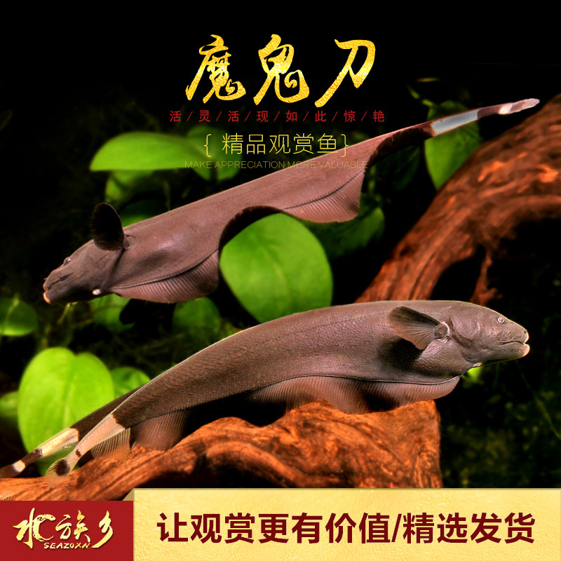 黑魔鬼刀羽毛刀鱼热带观赏鱼黑魔鬼刀么刀电鳗黑羽毛刀招财鱼活体
