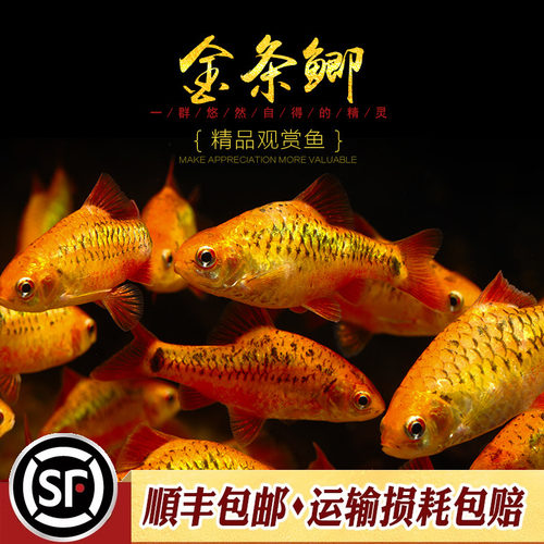 冷水鱼活体小型淡水观赏鱼