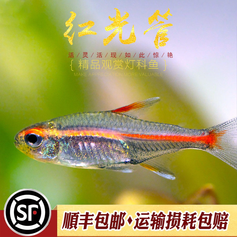 红光管灯鱼小型热带观赏灯科鱼水草缸入门霓虹红绿灯红鼻剪刀活体