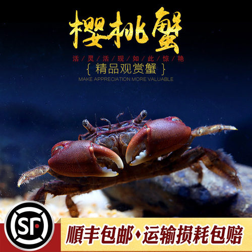 樱桃蟹深水小溪工具蟹
