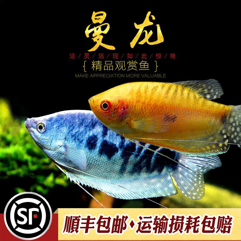 黄曼万龙不用充氧耐养热带观赏鱼图片