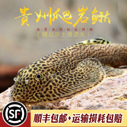 中国原生冷水清道夫贵州爬岩鳅