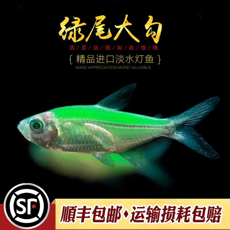 绿尾大勾鱼小型灯科鱼水草缸群游观赏鱼扯旗红绿灯淡水热带鱼活体