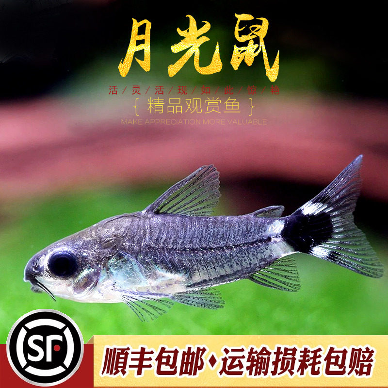 月光鼠鱼小型迷你精灵鼠娃娃老鼠水草缸群游底栖鱼清洁工具鱼活体