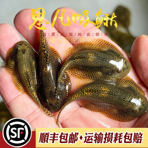 金线提琴思凡吸鳅进口麦氏除藻