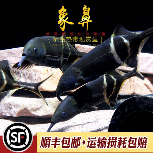 非洲草缸淡水活体海豚鱼