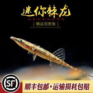 迷你棘龙鱼热带淡水观赏鱼小型低栖鱼水草鱼缸可爱迷你海龙鱼活体