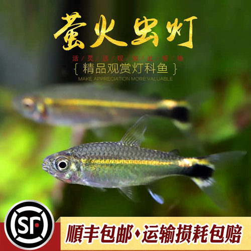 南美草缸热带灯科鱼萤火虫灯