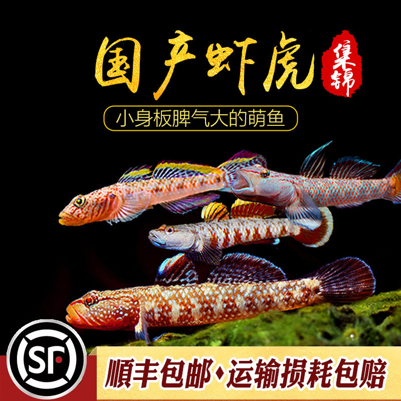 国产虾虎鱼小型底栖淡水鱼