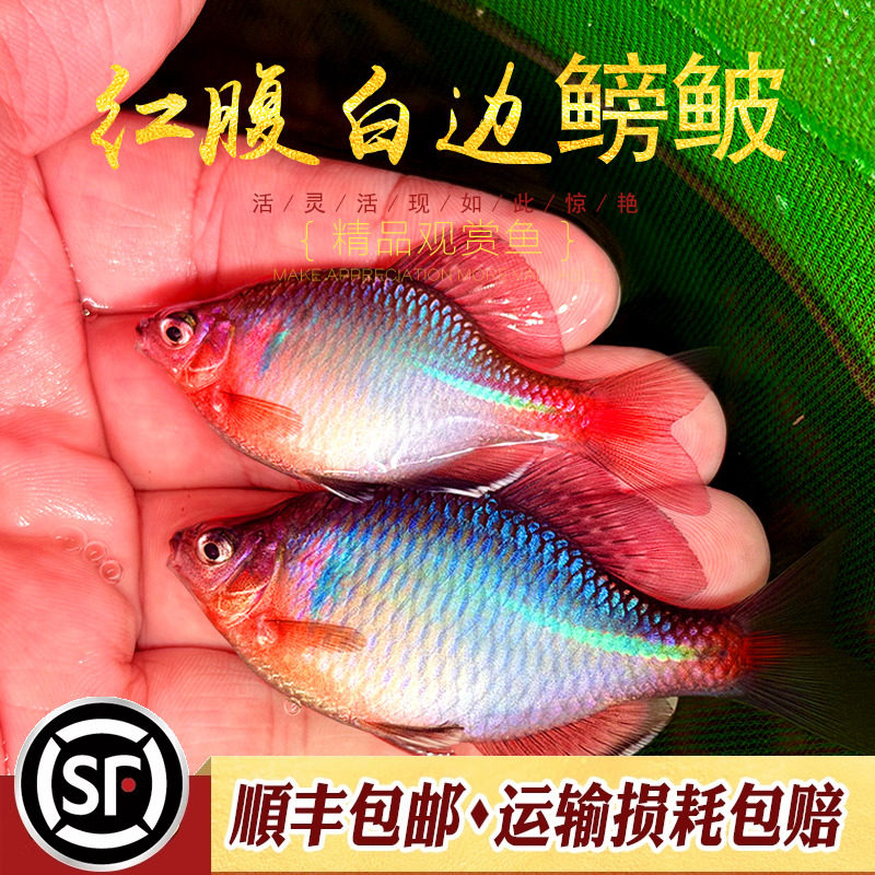 红腹白边鳑鲏观赏鱼国产冷水鱼鳑鲏淡水溪流缸好养原生小型鱼活体