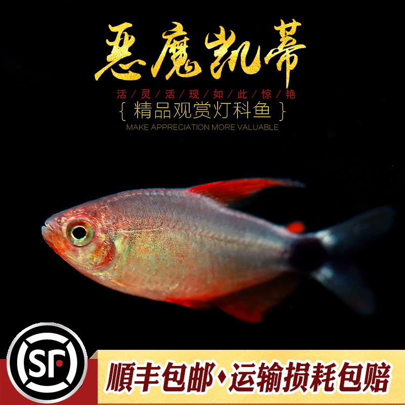草缸热带灯科鱼恶魔凯蒂鱼