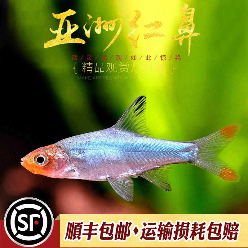亚洲红鼻剪刀鱼热带鱼稀有灯鱼小型观赏鱼群游效果好红鼻子鱼活体