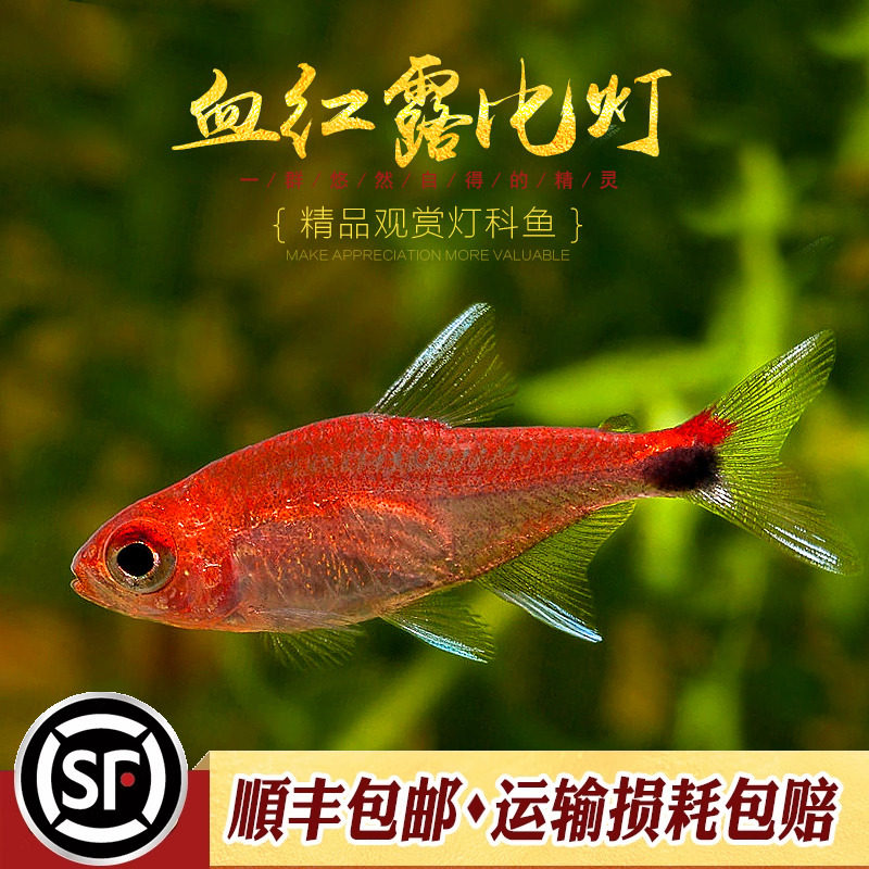 血红露比灯鱼卢比鱼中高端热带鱼观赏小鱼原生草缸群游淡水鱼活体