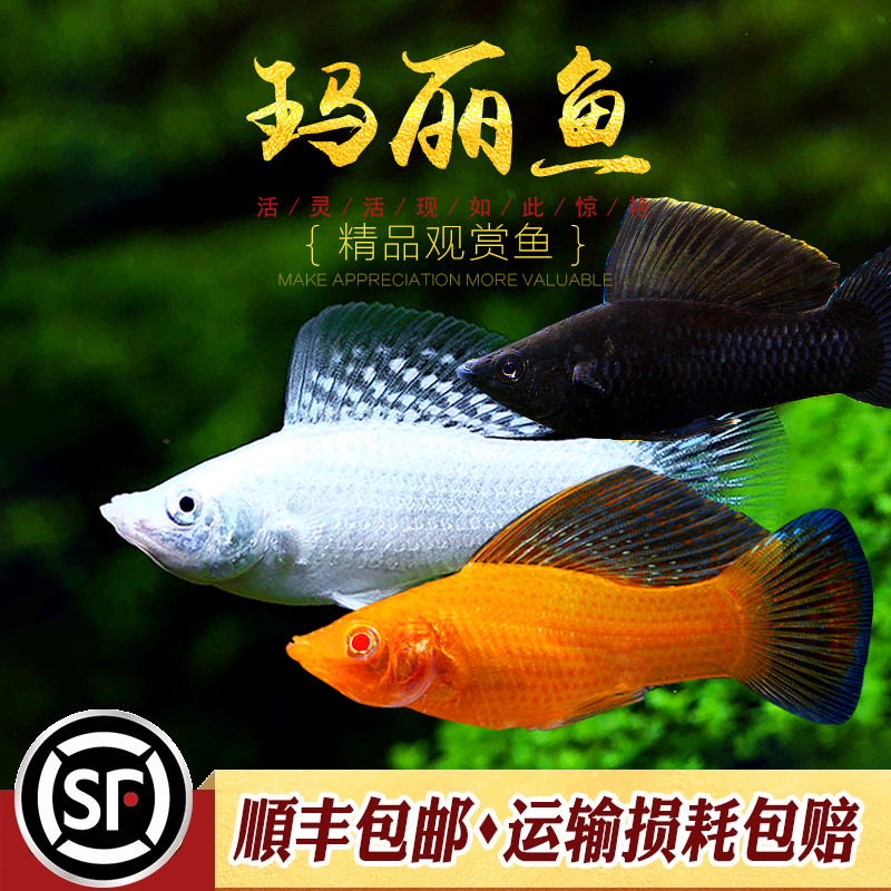 玛丽鱼胎生鱼黑银金玛丽球鱼黑尾三色马丽热带淡水新手观赏鱼活体