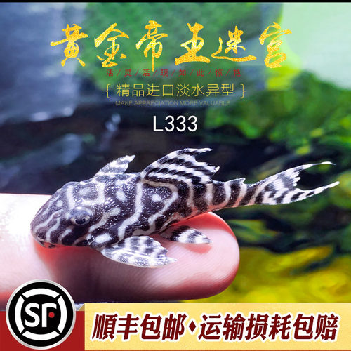 热门异型鱼黄金帝王迷宫L333