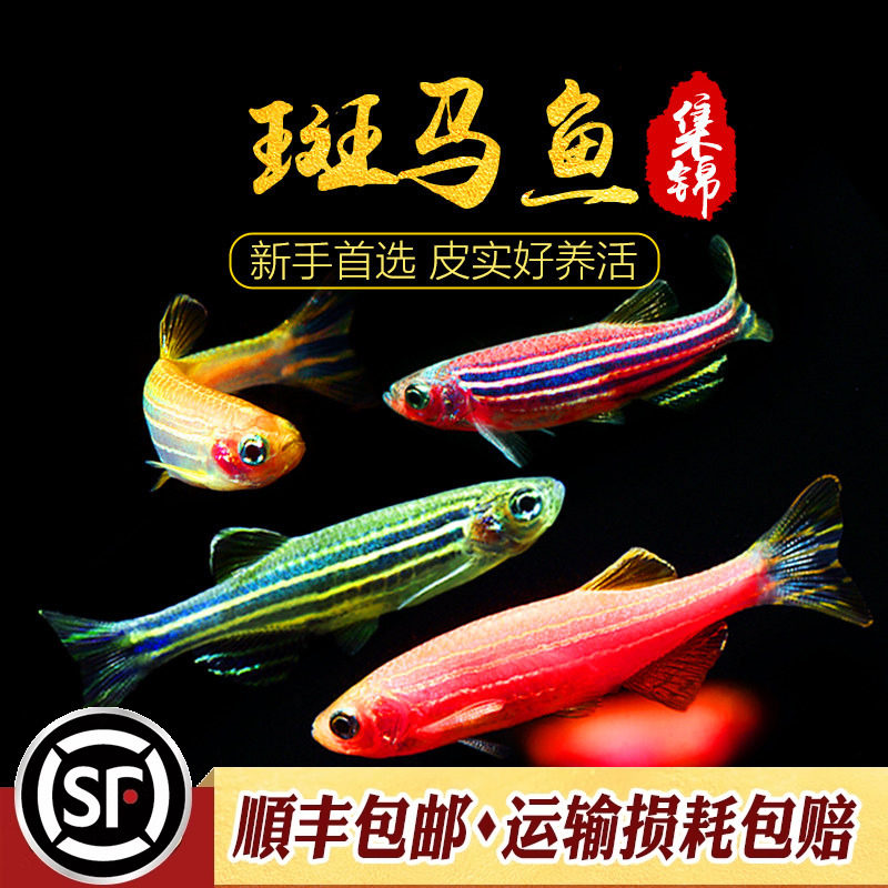 斑马鱼 紫红蓝带斑马小型热带鱼宠物活体闯缸鱼水草缸冷水观赏鱼