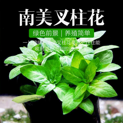 [水族乡]前景水草 优质 正宗南美叉柱花 叉柱青叶柳 鱼缸造景推荐 - 封面