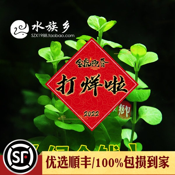 鱼缸中前景水草造景多少钱 鱼缸中前景水草造景优惠券免费领取 有条鱼